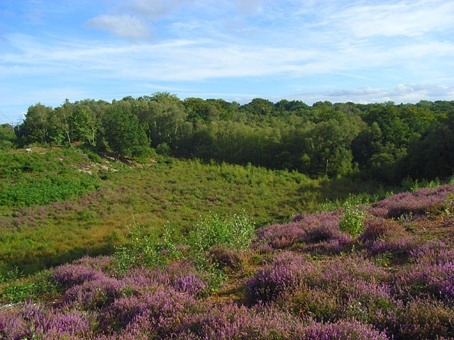 Snelsmore Common Part of Berkshire's largest area of heathland. The common became a country park in 1972. Since then clearance and grazing has taken place to restore the heathland habitat much of which had become woodland. This small valley is at the southwestern corner of the common with the woodland marking its boundary.