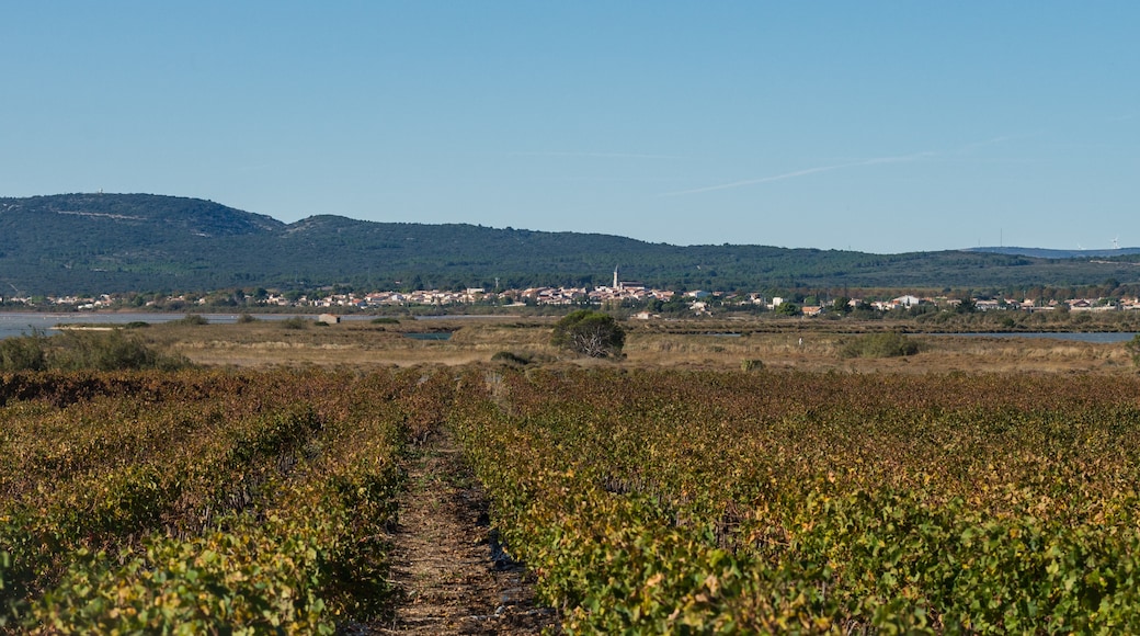 Photo "Villeneuve-les-Maguelone" by Christian Ferrer (CC BY-SA) / Cropped from original