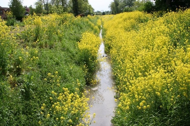 "Great Steeping"-foto av Richard Croft (CC BY-SA) / Urklipp från original