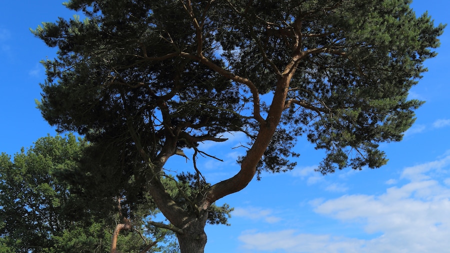 Photo "A Scots Pine (Pinus sylvestris) tree in Bramsche, Landkreis Osnabrück, Lower Saxony, Germany." by J.-H. Janßen (Creative Commons Attribution-Share Alike 3.0) / Cropped from original