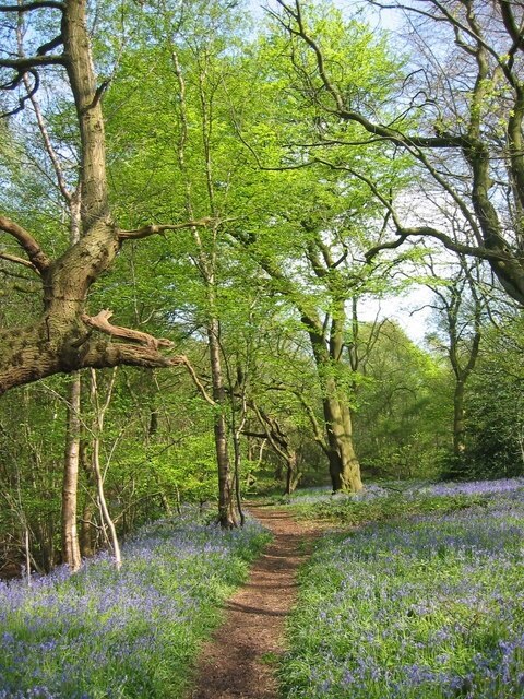 Bluebell view along path at Parrot's Drumble The bluebells are exceptional this year