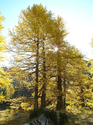 Larix decidua, Parc régional du Queyras, Embrun, Hautes-Alpes, France