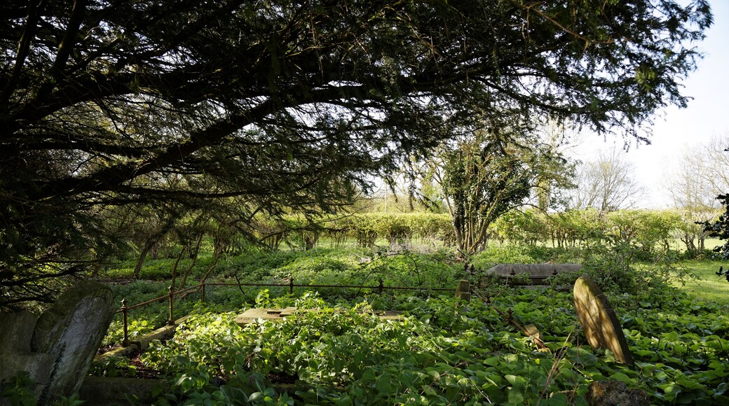 Billede "Little Laver" af Acabashi (CC BY-SA) / beskåret fra det originale billede