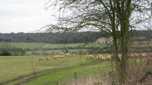 Photo "Waltham" by Nick Smith (CC BY-SA) / Cropped from original