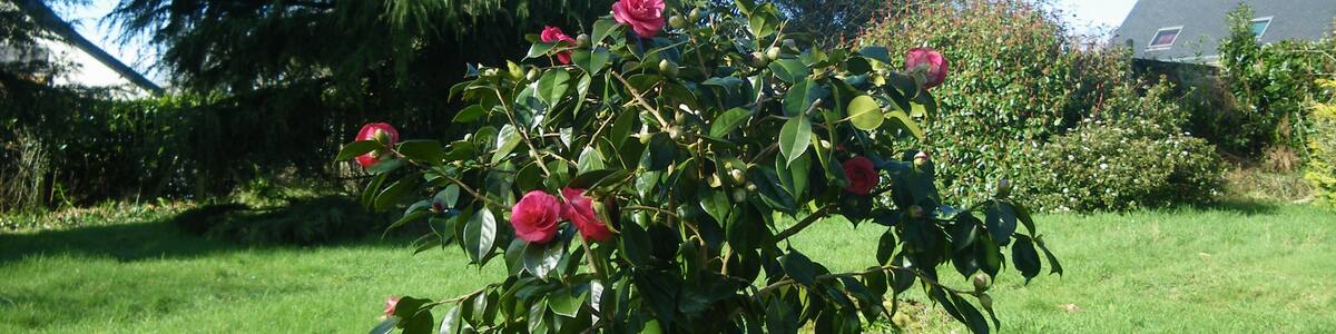 Photo "camelia a sainte anne d'auray" by chisloup (Creative Commons Attribution 3.0) / Cropped from original