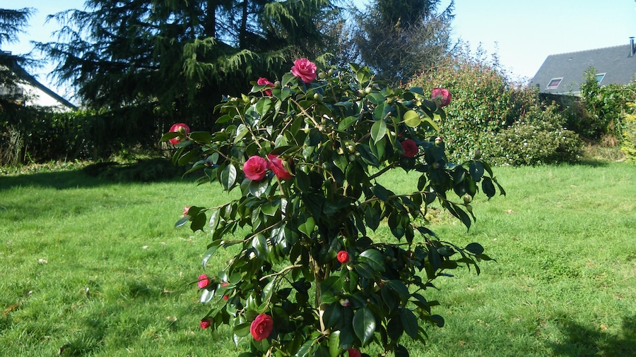 Photo "camelia a sainte anne d'auray" by chisloup (Creative Commons Attribution 3.0) / Cropped from original