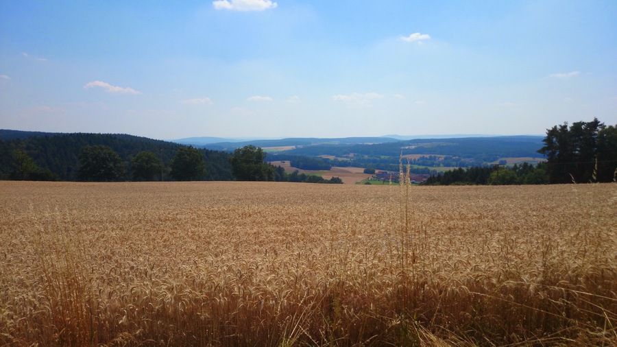 Kornfeld