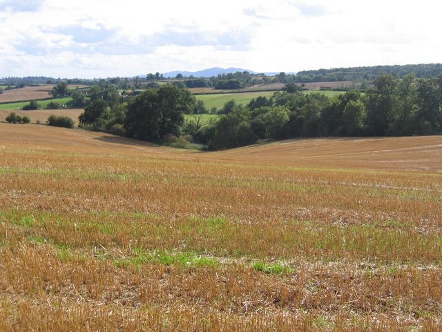 Foto “Westwood” tomada por David Stowell (CC BY-SA); recorte de la original