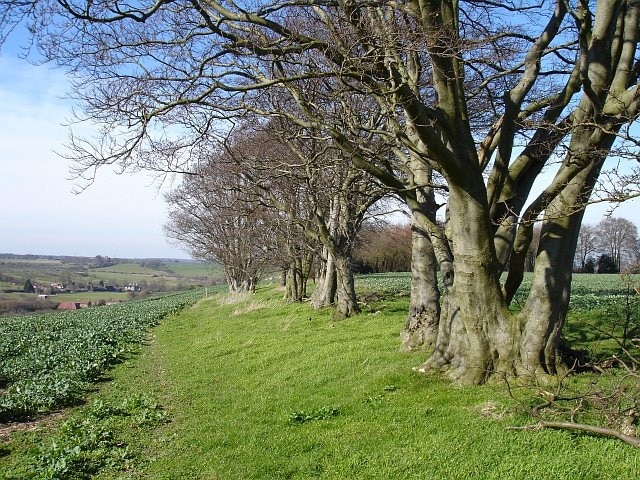 Overgrown beech hedge on Deans Hill. Looking along the ridge towards Pett House 5141 (with the oasts). Stockbury Church 81389 is just visible on the skyline. The crop on the left is rape. This field was always sheep pasture when my children were small and they would toboggan here when it snowed.