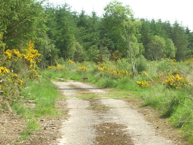 Forest Path, Boyndie Forest path near Boyndie Visitor centre. Note the deer crossing over.