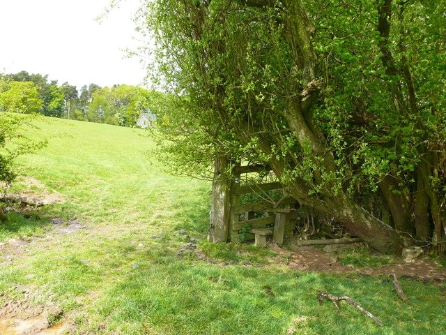 Hen gamfa /Old stile Y mae coeden wedi tyfu dros y gamfa yn gwneud e'n amhosib i'w croesi / A tree has grown across the stile making it impossible to cross.