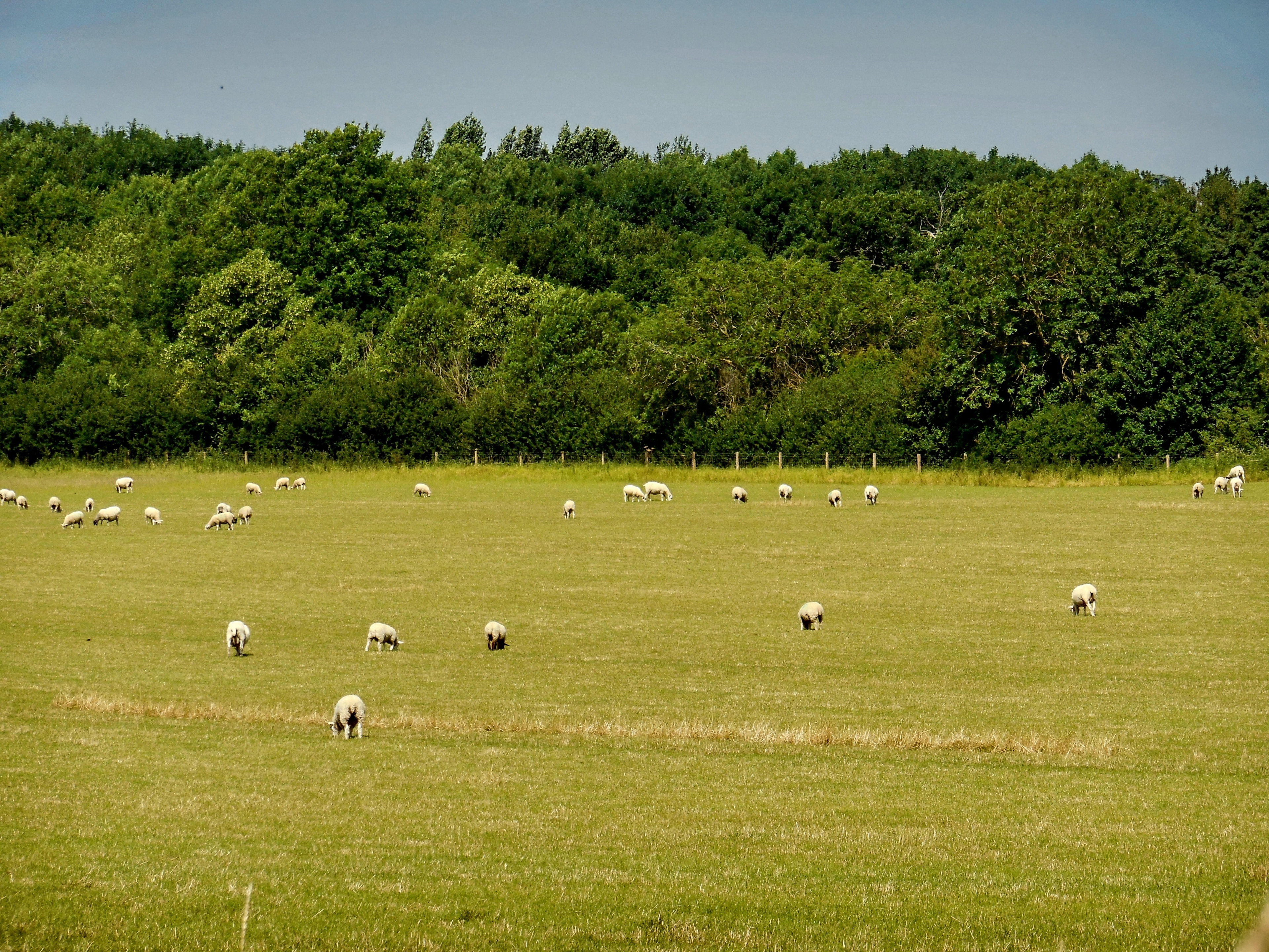 Foto „Moreton Morrell CP“ von Tanya Dedyukhina (CC BY)/zugeschnittenes Original