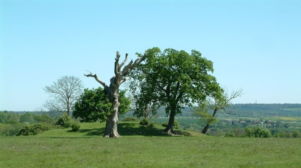 Foto ‘Thorndon Country Park’ van Robin Lucas (CC BY-SA) / bijgesneden versie van origineel