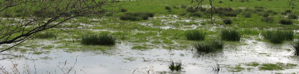 Photo "Binsen im Oppenweher Moor, Nordrhein-Westfalen/Niedersachsen – Bildposition geschätzt" by Ingo2802 (Creative Commons Attribution-Share Alike 3.0) / Cropped from original