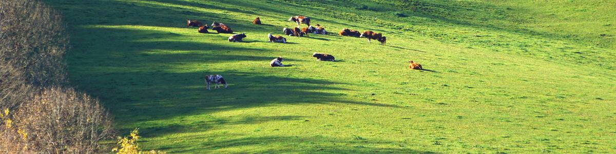 Photo "Siesta" by Alexander Reuss (Creative Commons Attribution 3.0) / Cropped from original