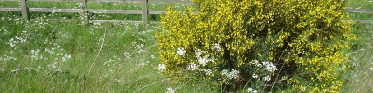 Photo "A Suffolk field" by Oxymoron (Creative Commons Attribution-Share Alike 2.0) / Cropped from original