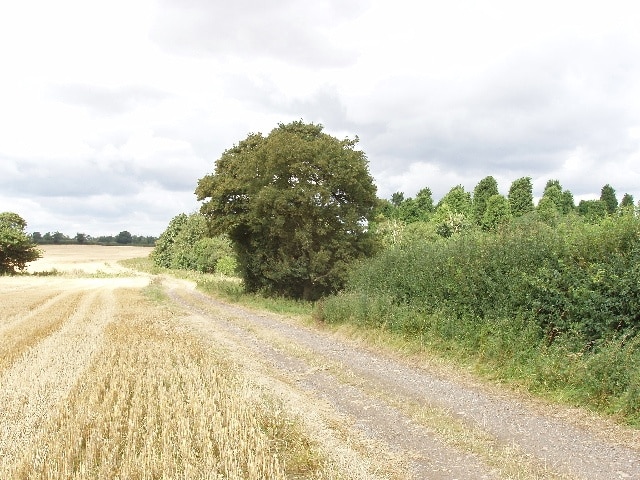 Hedged wheat field, spinney beyond, by Podington The wheat has been harvested recently. The spinney beyond the hedge is in the next grid square.