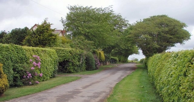 Road passing Cross Park Cottage The roads and fields are bounded by beautiful beech hedges in this area.