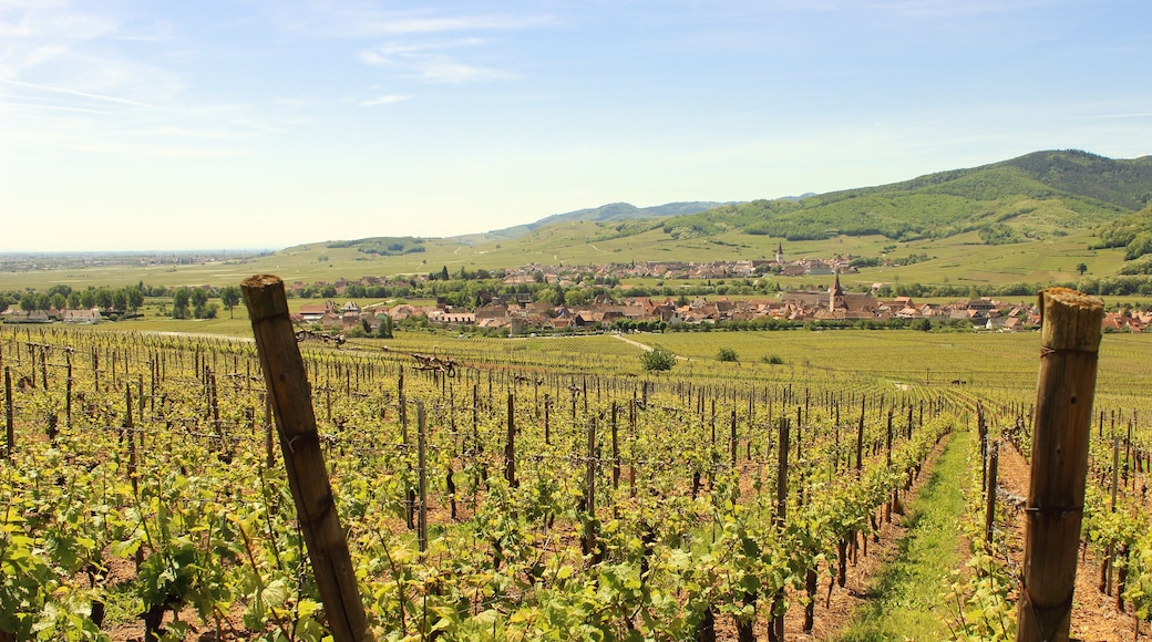 Photo "Kaysersberg-Vignoble" by lesfortstrotters (CC BY) / Cropped from original