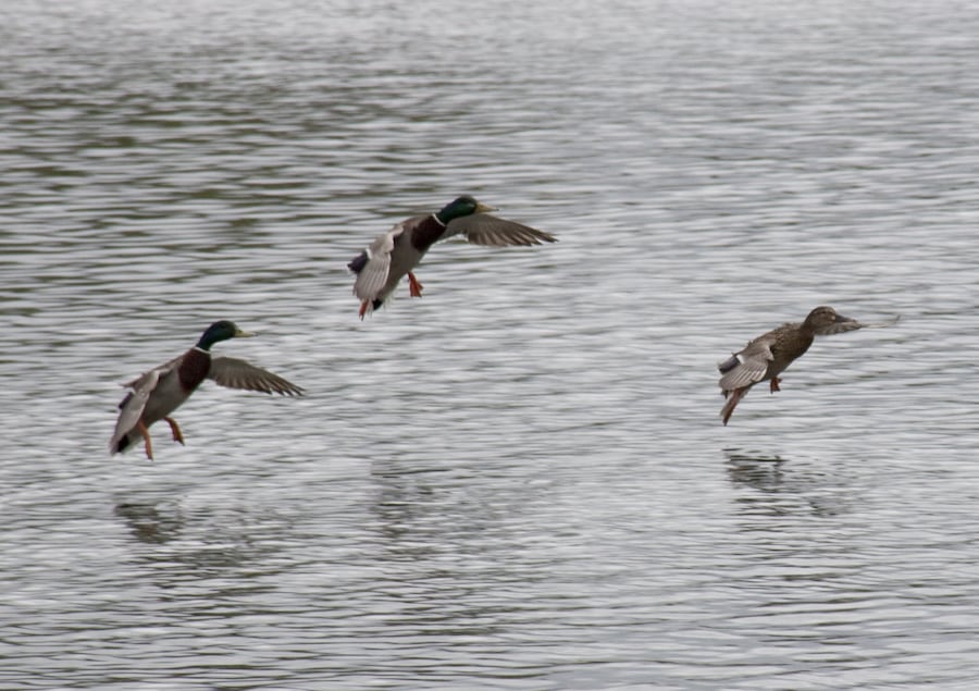 I spotted the ducks coming into land and just caught these three shots. Unfortunately they were a long way off and the picture has been severely cropped