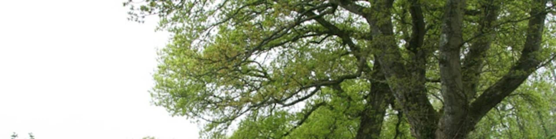 斯陶利, 惠灵顿, 英格兰, 英国