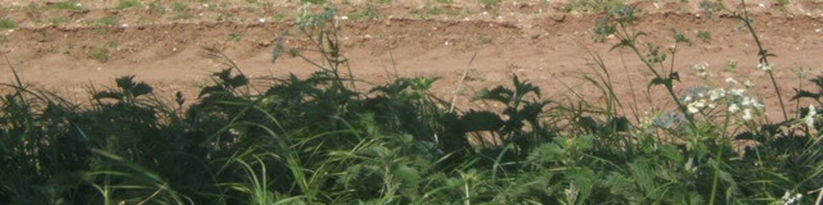 Photo "Looking across fields towards Hall Farm, Knettishall" by Andrew Hill (Creative Commons Attribution-Share Alike 2.0) / Cropped from original