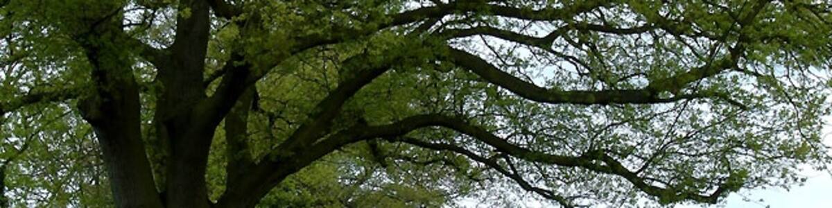 Photo "The bridleway to Chesterton, Shropshire This section is semi concrete to help vehicles in to Nunfield Farm on the right. Further on the bridleway (which has come from Rudge) is unsurfaced and sometimes wooded and narrow. "Wild flower of the day" seems to be Cow Parsley, the white flowers seen on both sides of the track here." by Roger Kidd (Creative Commons Attribution-Share Alike 2.0) / Cropped from original