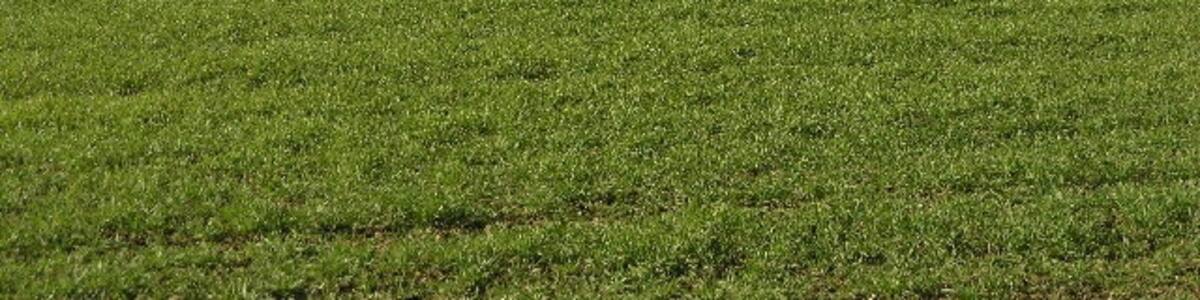 Photo "Fields and Water. The building to the left of the horizon is an underground water reservoir." by Michael Patterson (Creative Commons Attribution-Share Alike 2.0) / Cropped from original