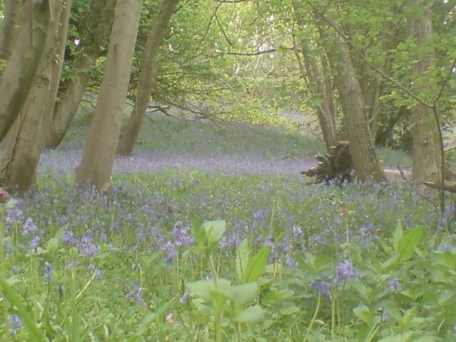 Bluebells in Greyfield Woods