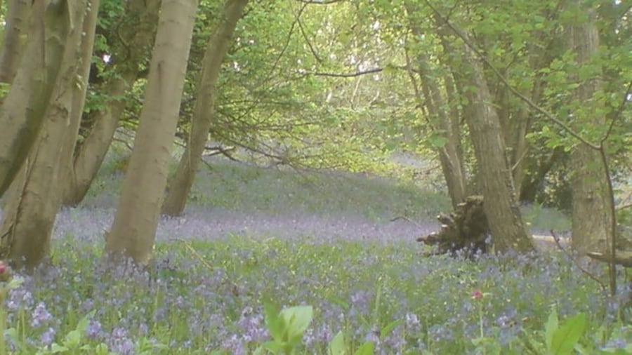 Photo "Bluebells in Greyfield Woods" by Richard Wilton (Creative Commons Attribution-Share Alike 2.0) / Cropped from original