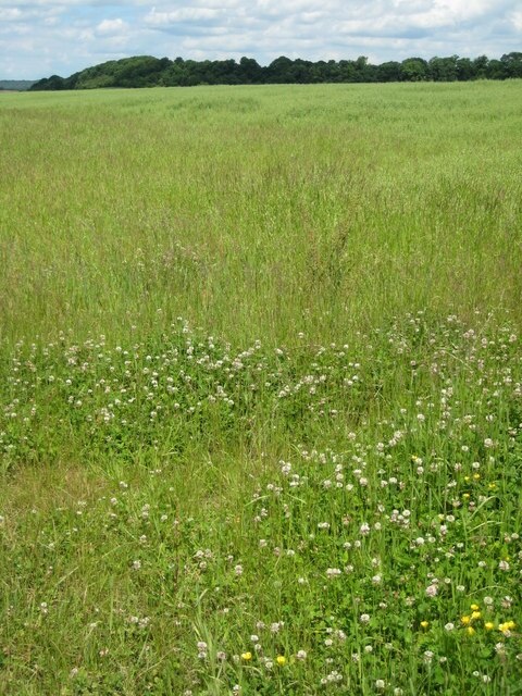 Foto "Netherton" de Philip Halling (CC BY-SA) / Recortada do original