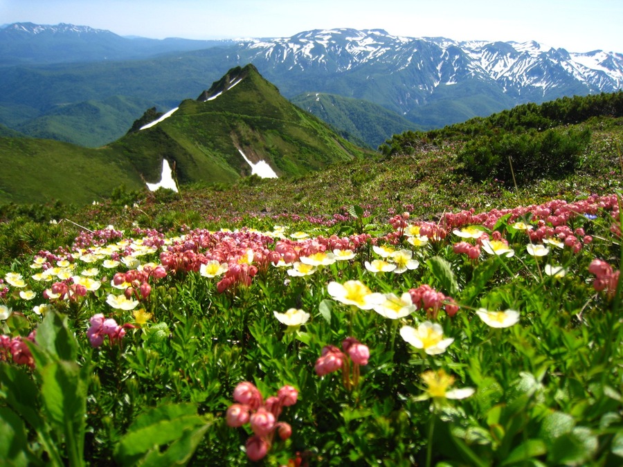 頂きの花畑