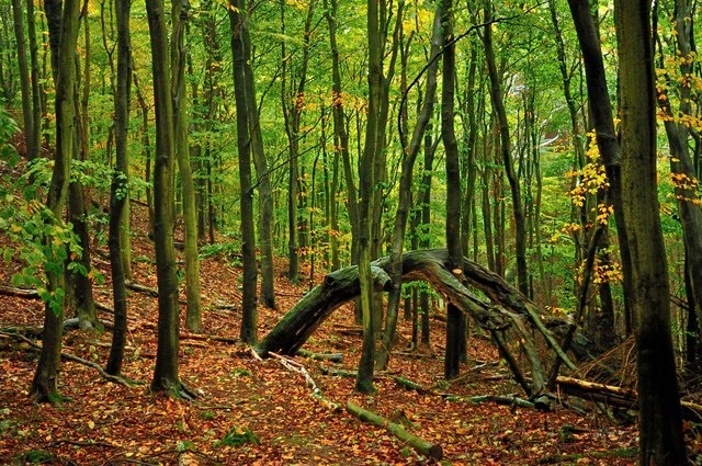 Bent With Age Overcast with a flat lighting, gives the woods a much better depth.