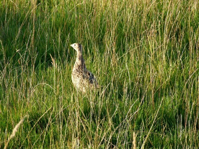 Foto "Hundleby" por Dave Hitchborne (CC BY-SA) / Recortada de la original