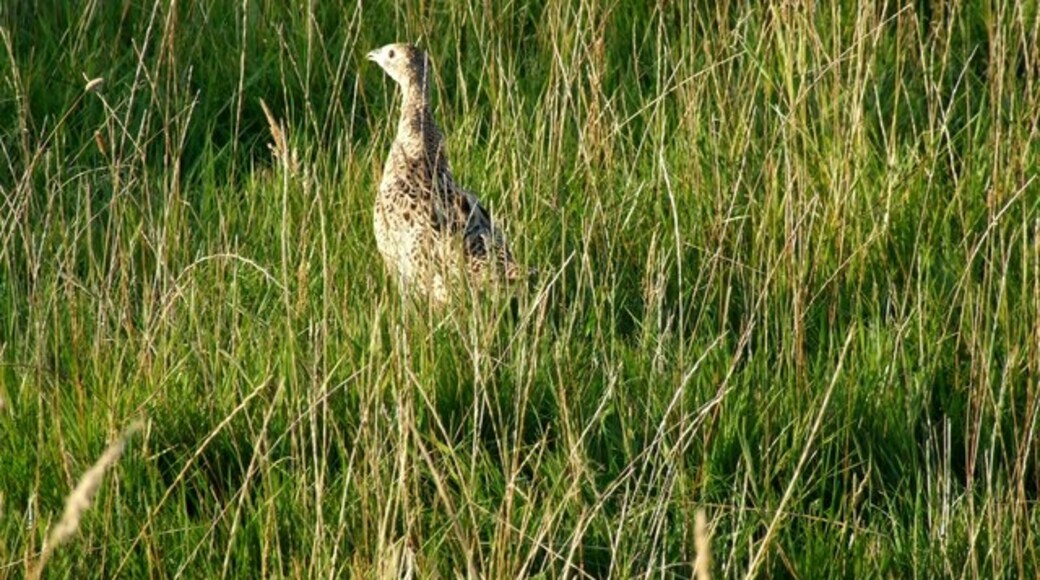 Foto "Hundleby" por Dave Hitchborne (CC BY-SA) / Recortada de la original