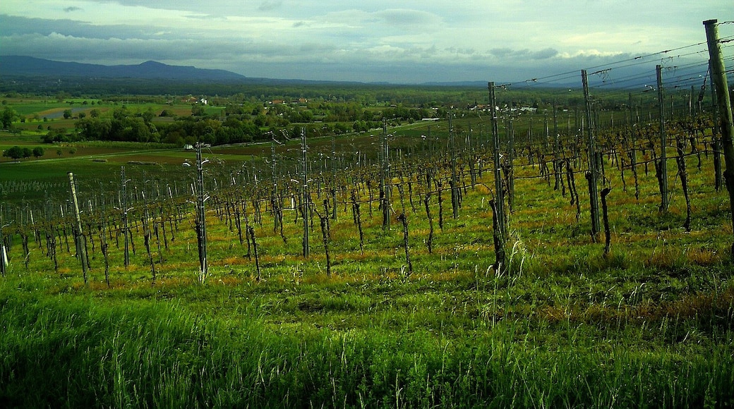 Foto „Scherzingen“ von pictures Jettcom (CC BY)/zugeschnittenes Original