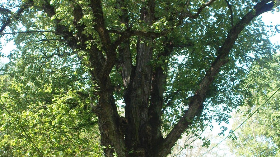 Photo "Stare drzewo przy wjeździe do Myśliborza" by Jacek69 (Creative Commons Attribution 3.0) / Cropped from original