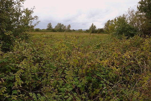 Rough ground next to the pipeline To the west of the pipeline road in this square, is rough ground. The blackberry crop witll be good in a few weeks time.