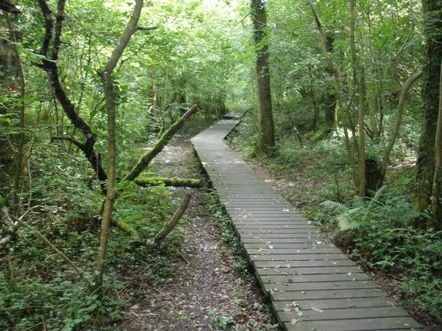 Boardwalk, Blackmoor Copse