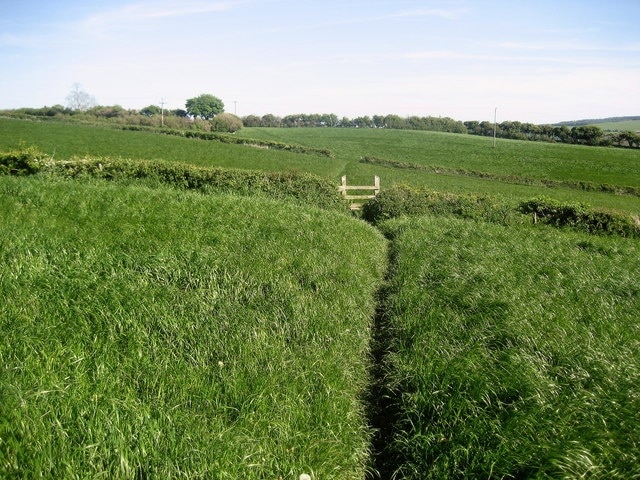 In Fields south of Meliden Offa's Dyke Path in pastures of long grass not far from Graig Fawr and the community of Meliden.