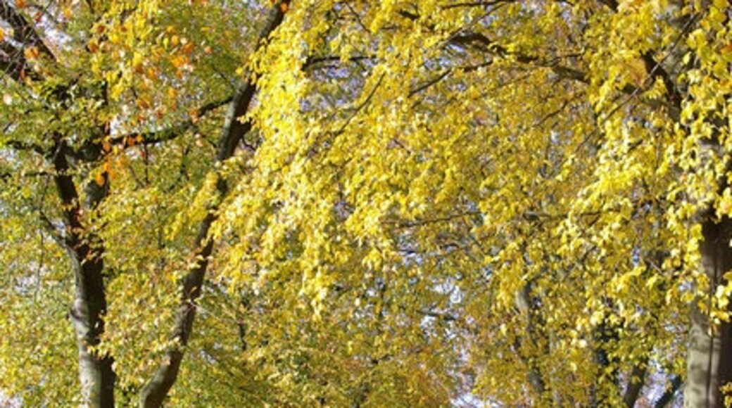 Photo "Barnt Green" by Phil Champion (CC BY-SA) / Cropped from original