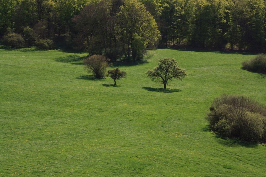 Streuobstbäume, Landschaftsschutzgebiet „Hessische Rhön“