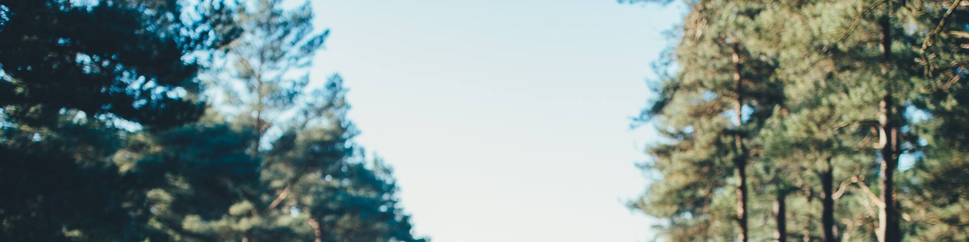 New Forest National Park, Lyndhurst, United Kingdom