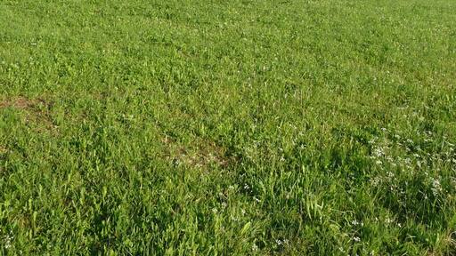 Foto „Königsfeld“ von Immanuel Giel (CC BY)/zugeschnittenes Original