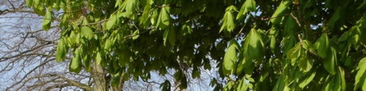 Photo "Swilland church" by Oxymoron (Creative Commons Attribution-Share Alike 2.0) / Cropped from original