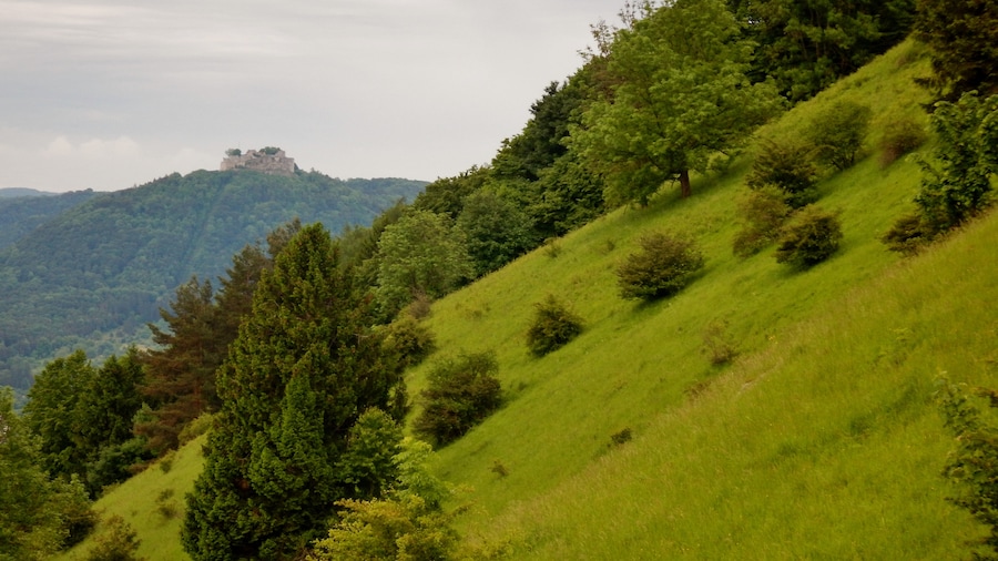 Photo "Blick vom Jusiberg zur Burg Hohenneuffen" by qwesy qwesy (Creative Commons Attribution 3.0) / Cropped from original