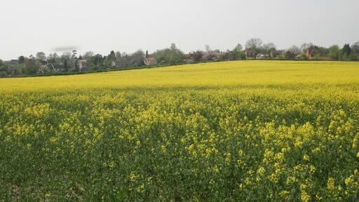 Billede "Chearsley" af Shaun Ferguson (CC BY-SA) / beskåret fra det originale billede