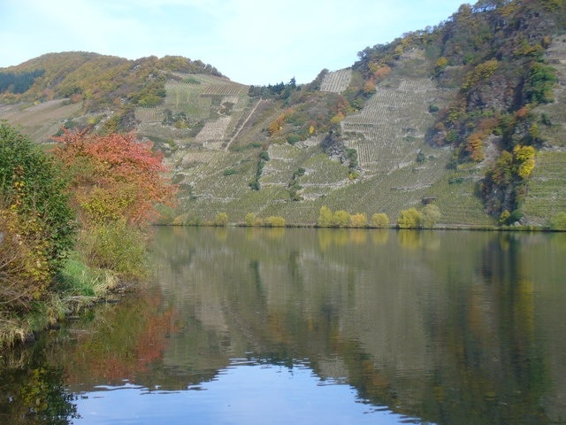 Weinberge bei Piesport (Vine-clad Hills)