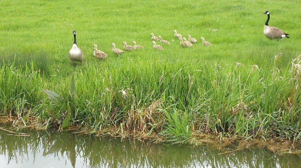 Photo "Broughton Hamlet" by David Hawgood (CC BY-SA) / Cropped from original
