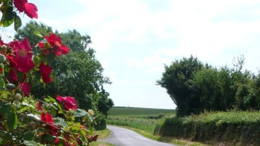 Photo "Netherstoke to Closworth road. A beautiful wild rose brings a splash of colour to a minor road in North Dorset." by Nigel Mykura (Creative Commons Attribution-Share Alike 2.0) / Cropped from original